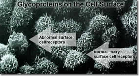 electron image of glycosylated cells