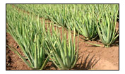 aloe vera crop