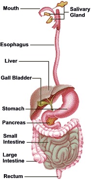 human digestive tract