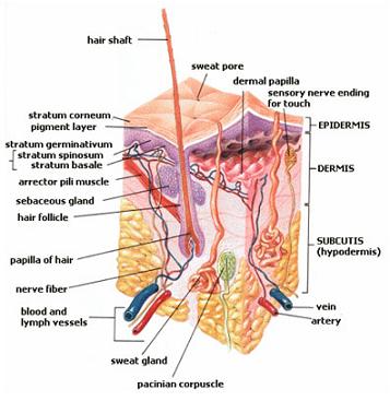 skin section