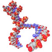 human DNA double helix