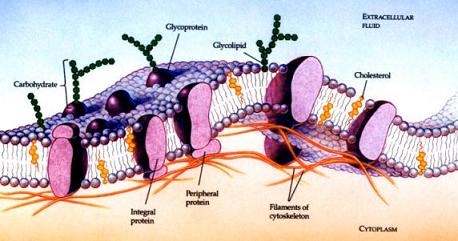 diagram displaying glycoformations on cell surface