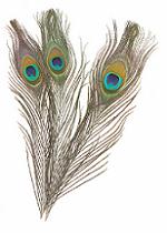 peacock feathers